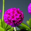 Prvosenka zoubkatá 'Confetti Deep Rose' - Primula denticulata 'Confetti Deep Rose'