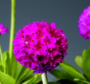 Prvosenka zoubkatá 'Confetti Deep Rose'