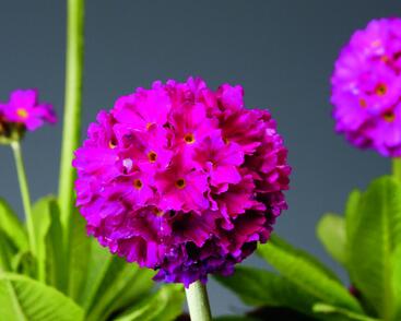 Prvosenka zoubkatá 'Confetti Deep Rose'