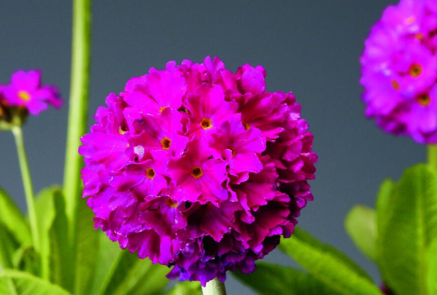 Prvosenka zoubkatá 'Confetti Deep Rose' - Primula denticulata 'Confetti Deep Rose'