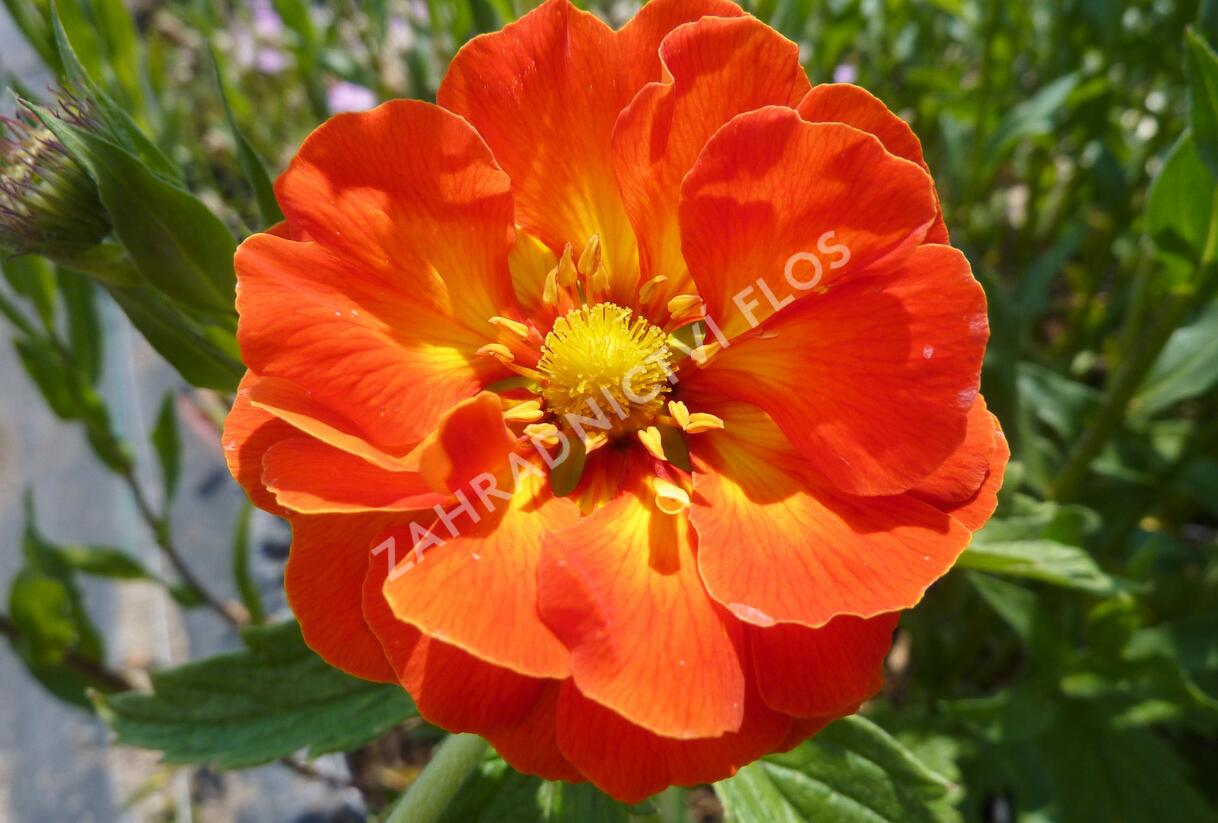 Mochna 'William Rollisson' - Potentilla 'William Rollisson'