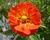 Mochna 'William Rollisson'