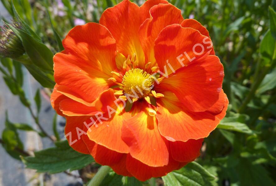 Mochna 'William Rollisson' - Potentilla 'William Rollisson'