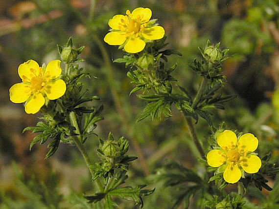 Mochna stříbrná - Potentilla argentea