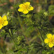 Mochna stříbrná - Potentilla argentea