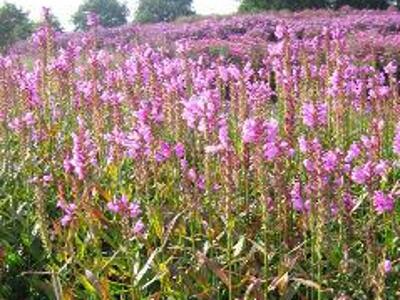 Včelník virginský 'Red Beauty' - Physostegia virginiana 'Red Beauty'