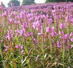 Včelník virginský 'Red Beauty'