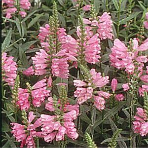 Včelník virginský 'Red Beauty' - Physostegia virginiana 'Red Beauty'