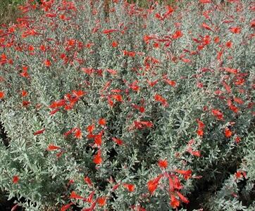 Kalifornská fuchsie 'Olbrich's Silver' - Zauschneria 'Olbrich's Silver'