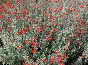 Kalifornská fuchsie 'Olbrich's Silver' - Zauschneria 'Olbrich's Silver'