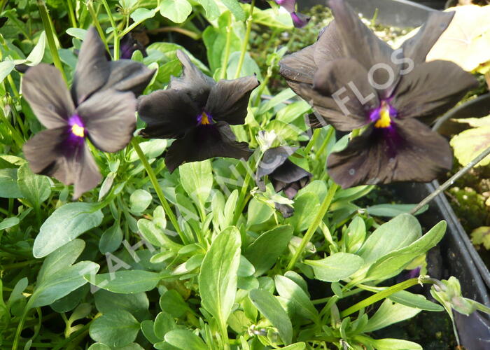 Violka růžkatá 'Molly Sandersen' - Viola cornuta 'Molly Sandersen'