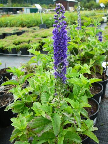 Kokarda osinatá 'Spin Top Mariachi Carousel' - Gaillardia aristata 'Spin Top Mariachi Carousel'