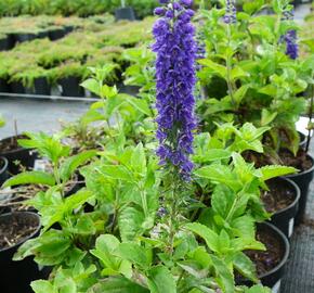 Kokarda osinatá 'Spin Top Mariachi Carousel'