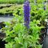 rozrazil-sunny-border-blue.jpg