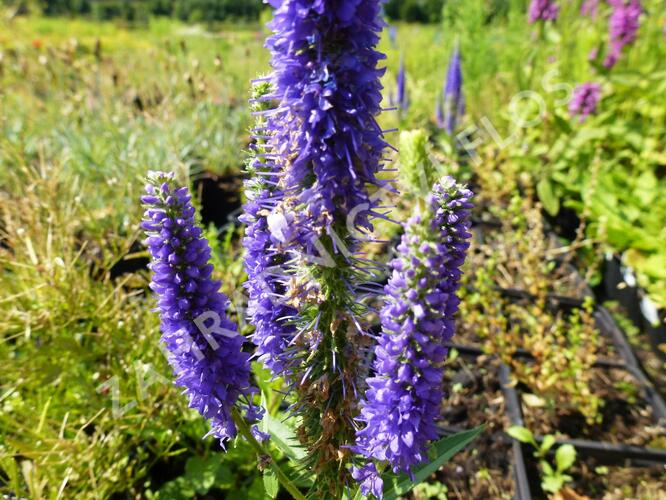 Rozrazil klasnatý 'Ulster Dwarf Blue' - Veronica spicata 'Ulster Dwarf Blue'