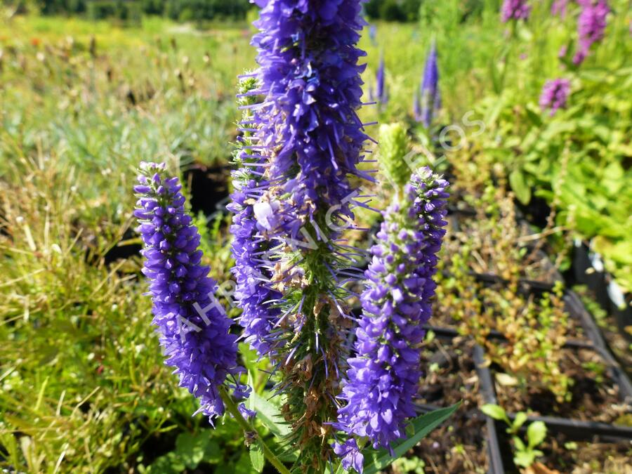 Rozrazil klasnatý 'Ulster Dwarf Blue' - Veronica spicata 'Ulster Dwarf Blue'