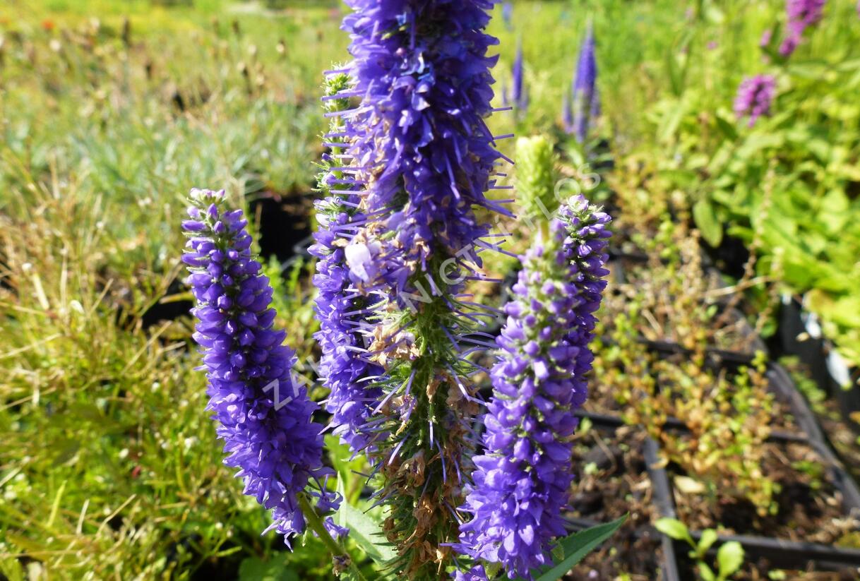 Rozrazil klasnatý 'Ulster Dwarf Blue' - Veronica spicata 'Ulster Dwarf Blue'