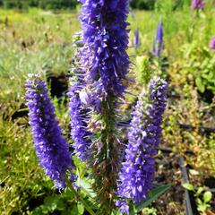 Rozrazil klasnatý 'Ulster Dwarf Blue' - Veronica spicata 'Ulster Dwarf Blue'