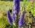 Rozrazil klasnatý 'Ulster Dwarf Blue'