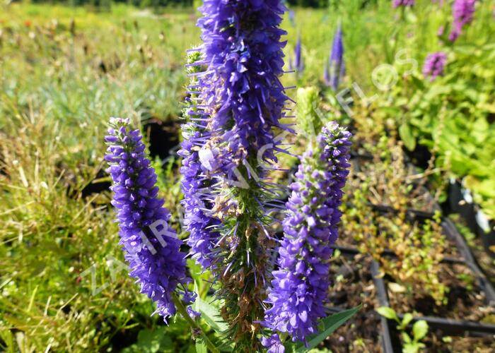 Rozrazil klasnatý 'Ulster Dwarf Blue' - Veronica spicata 'Ulster Dwarf Blue'