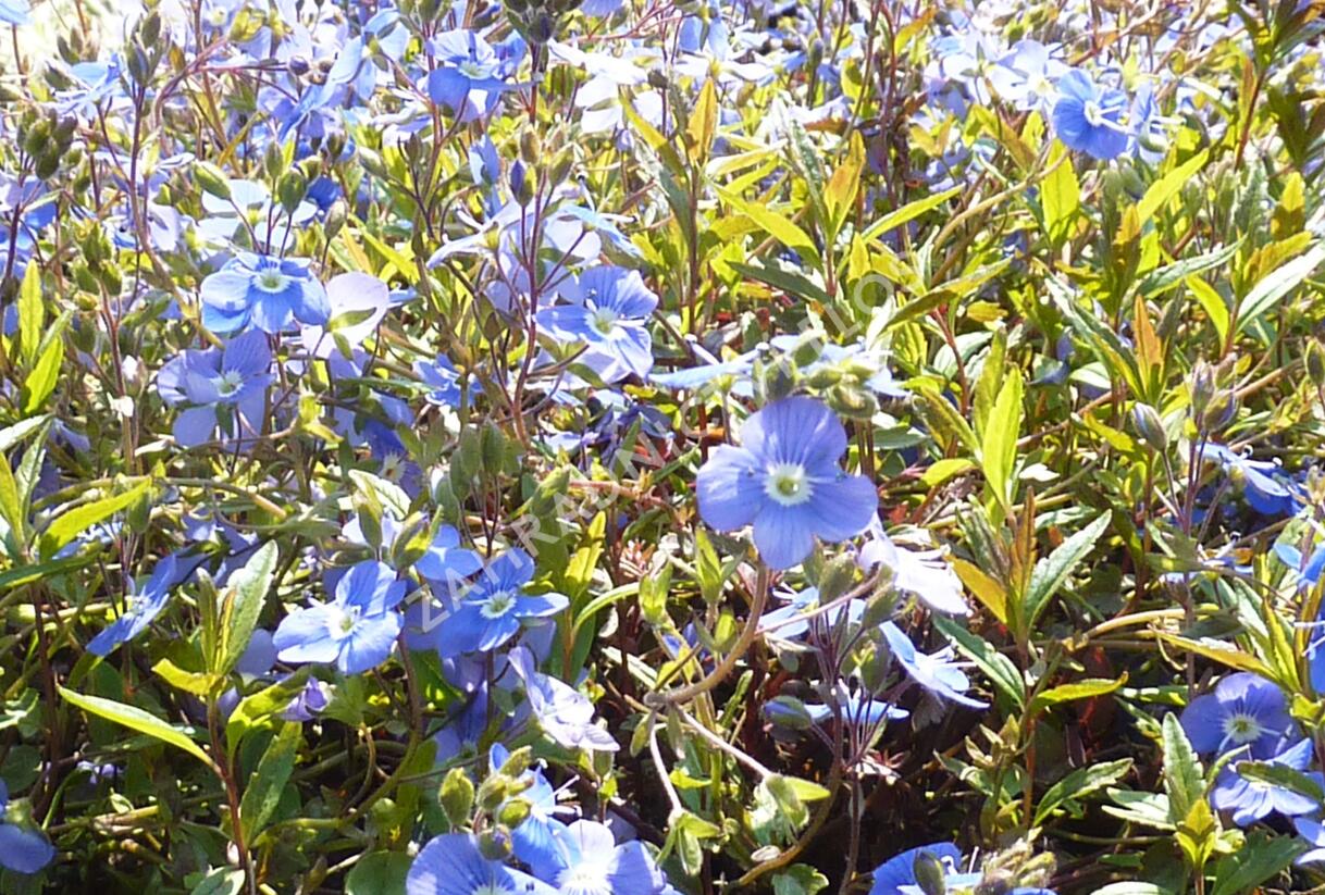 Rozrazil gruzínský 'Georgia Blue' - Veronica peduncularis 'Georgia Blue'