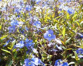Rozrazil gruzínský 'Georgia Blue'