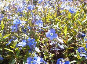 Rozrazil gruzínský 'Georgia Blue' - Veronica peduncularis 'Georgia Blue'