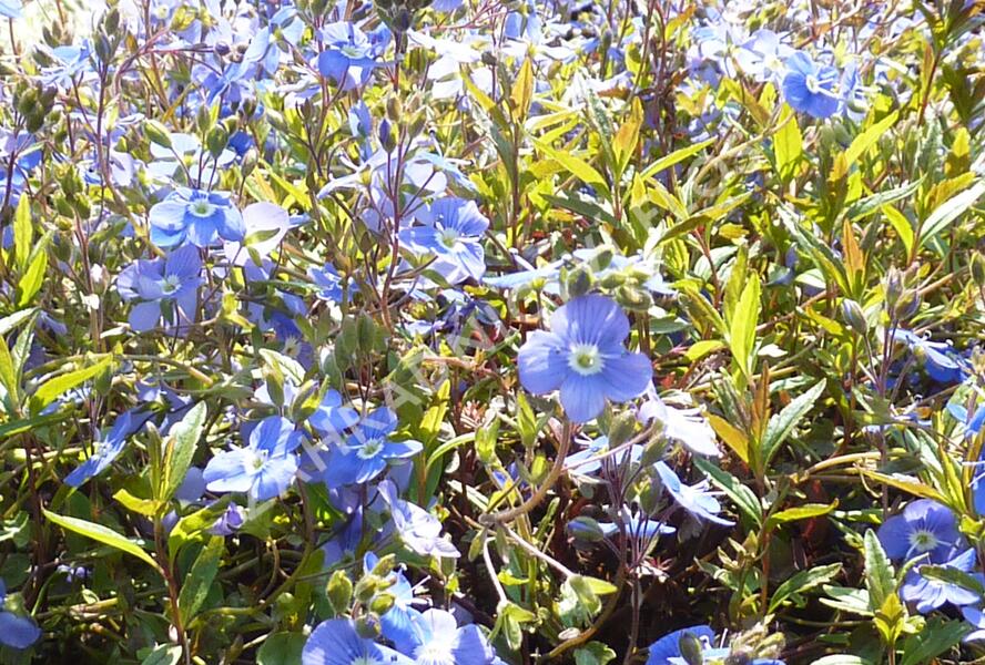 Rozrazil gruzínský 'Georgia Blue' - Veronica peduncularis 'Georgia Blue'