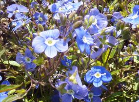 Rozrazil gruzínský 'Georgia Blue' - Veronica peduncularis 'Georgia Blue'