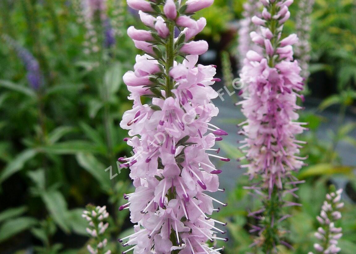 Rozrazil dlouholistý 'Pink Damask' - Veronica longifolia 'Pink Damask'