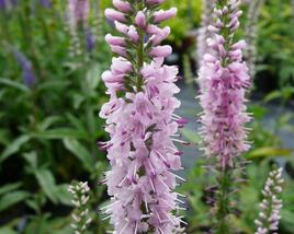 Rozrazil dlouholistý 'Pink Damask'