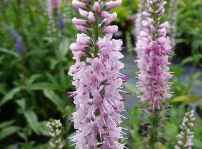 Rozrazil dlouholistý 'Pink Damask' - Veronica longifolia 'Pink Damask'