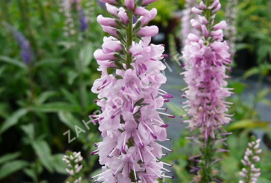 Rozrazil dlouholistý 'Pink Damask' - Veronica longifolia 'Pink Damask'