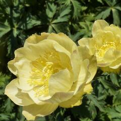 Upolín zahradní 'Alabaster' - Trollius x cultorum 'Alabaster'