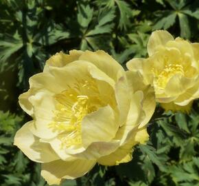 Upolín zahradní 'Alabaster' - Trollius x cultorum 'Alabaster'