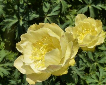 Upolín zahradní 'Alabaster'