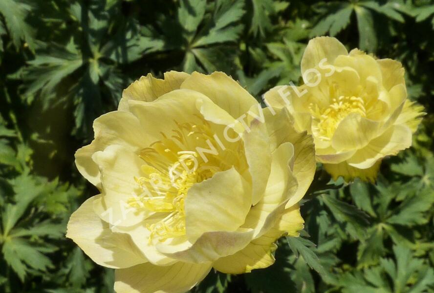 Upolín zahradní 'Alabaster' - Trollius x cultorum 'Alabaster'