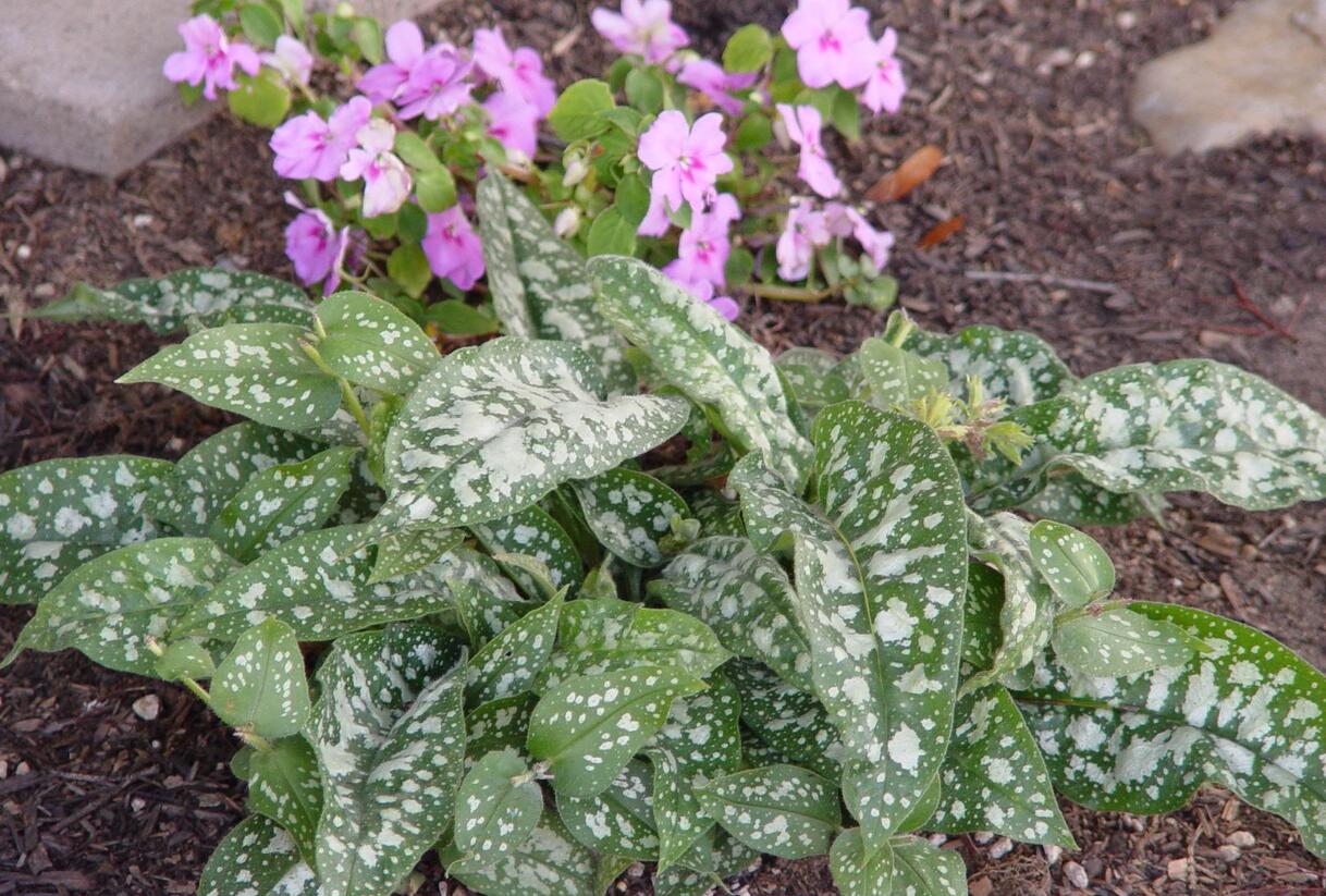 Plicník skvrnitý 'Reginald Kaye' - Pulmonaria saccharata 'Reginald Kaye'