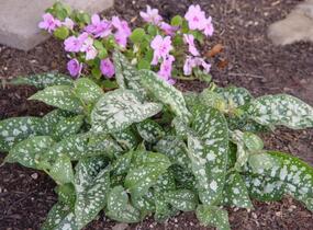 Plicník skvrnitý 'Reginald Kaye' - Pulmonaria saccharata 'Reginald Kaye'