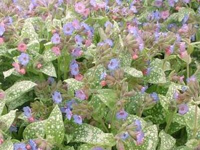 Plicník skvrnitý 'Reginald Kaye' - Pulmonaria saccharata 'Reginald Kaye'
