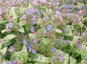 Plicník skvrnitý 'Reginald Kaye' - Pulmonaria saccharata 'Reginald Kaye'