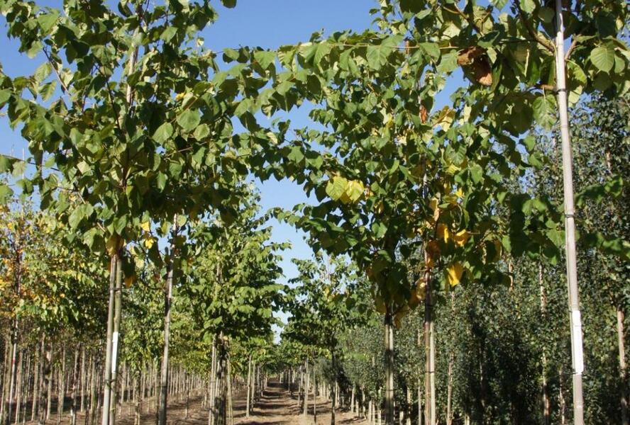 Bříza Maximovičova - Betula maximowicziana