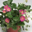 Jahodník stáleplodící 'Fragoo Deep Rose' - Fragaria ananassa 'Fragoo Deep Rose'