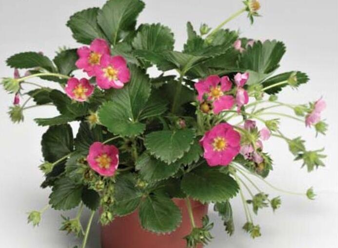 Jahodník stáleplodící 'Fragoo Deep Rose' - Fragaria ananassa 'Fragoo Deep Rose'