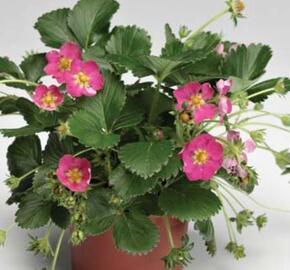 Jahodník stáleplodící 'Fragoo Deep Rose'