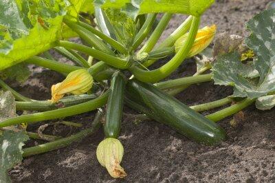 Cuketa 'Diamant' F1 - Cucurbita pepo 'Diamant' F1