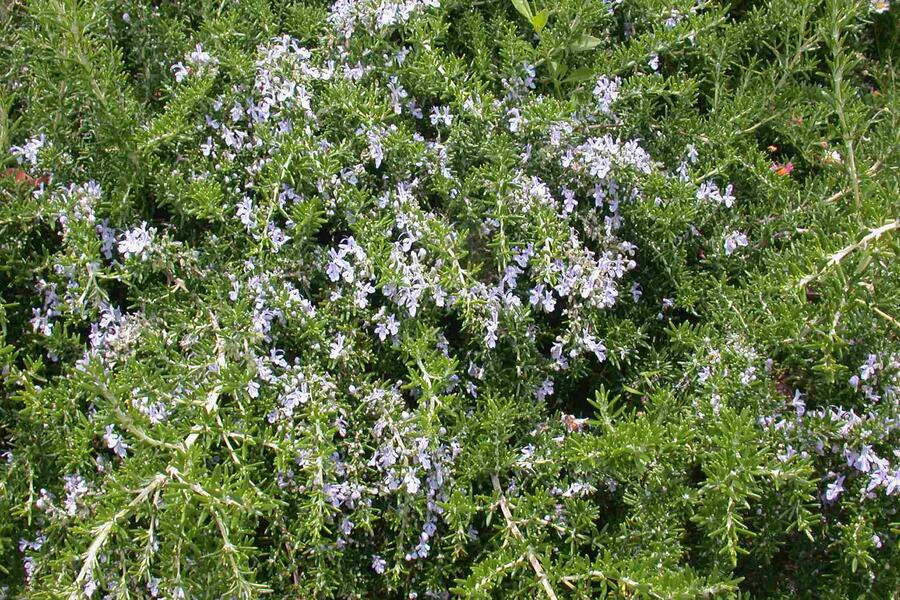 Rozmarýn lékařský 'Prostratus' - Rosmarinus officinalis 'Prostratus'