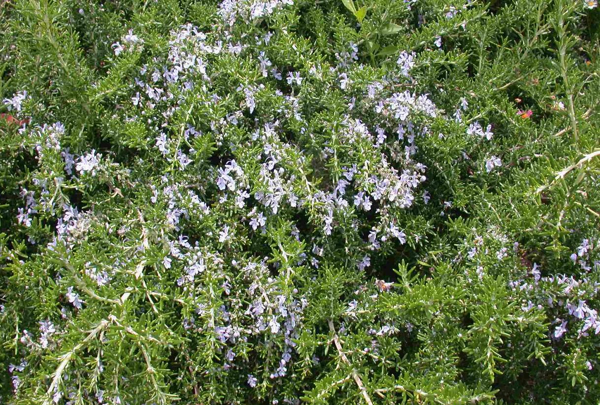 Rozmarýn lékařský 'Prostratus' - Rosmarinus officinalis 'Prostratus'