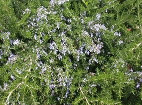 Rozmarýn lékařský 'Prostratus' - Rosmarinus officinalis 'Prostratus'