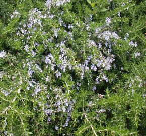 Rozmarýn lékařský 'Prostratus' - Rosmarinus officinalis 'Prostratus'